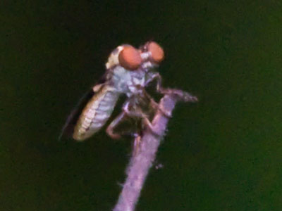Jeepers creepers, where`d you get those peepers?