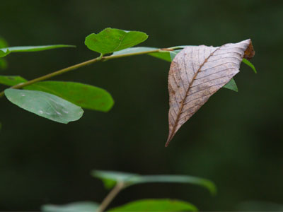 When a leaf falls in an uninhabited forest.
