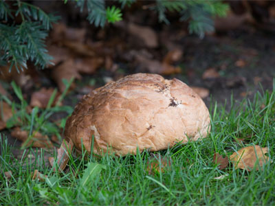 Someone in the Oregon District feels good about themselves for leaving loaves of stale bread in the park.