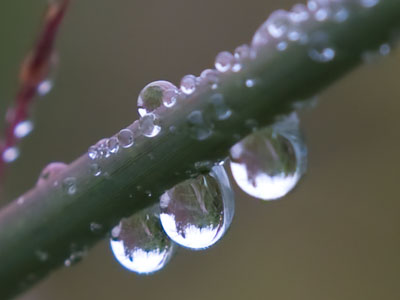 Water droplets are their own reward.