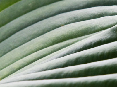 Where corduroy comes from.