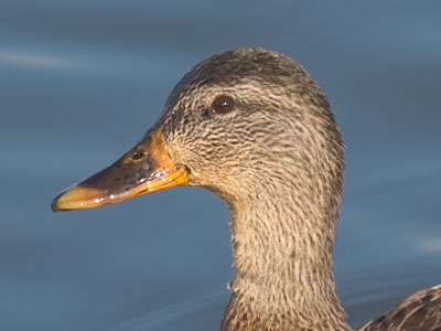 Your daily duck.