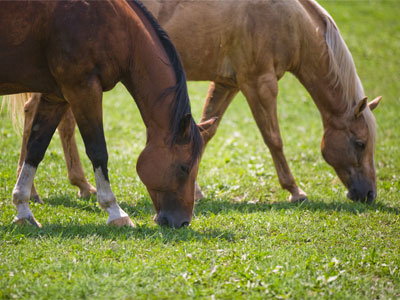 Equine amity.