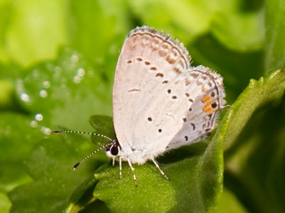 Mini-butterfly.