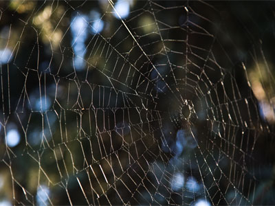 Not a bad spider web photo, but I wish I could get a picture of one dripping with dew (see August 30 below).