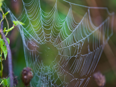 My spider web wish came true (see August 29 above).