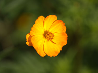 Life was but a flower in the springtime.  WILLIAM SHAKESPEARE