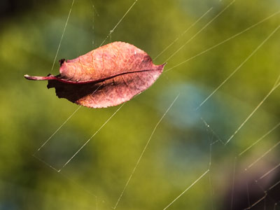 Well, at least the web worked properly.