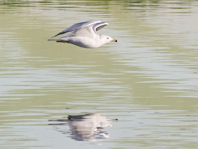 Skimming for seafood.