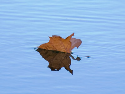 The ship of autumn has set sail.