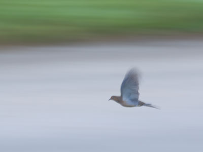 The dashing dove.