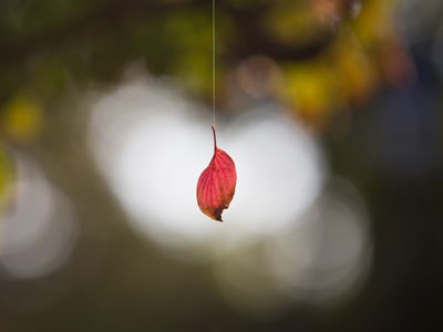 Spinning in the breeze, waiting to be discovered by me.
