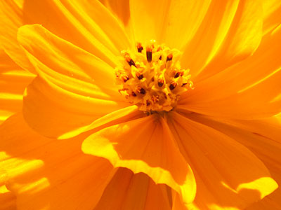 Just one flower a day is all I need to preserve summer.