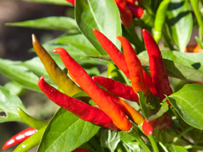 Hot stuff.