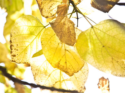 That time of year thou mayst in me behold when yellow leaves, or none, or few, do hang upon those boughs which shake against the cold.  WILLIAM SHAKESPEARE