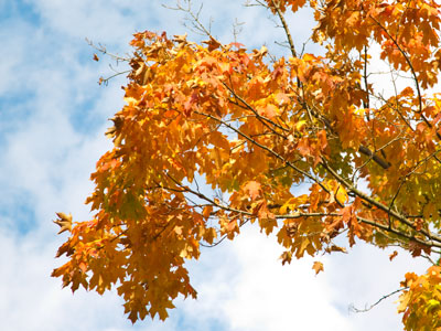 Indian summer.