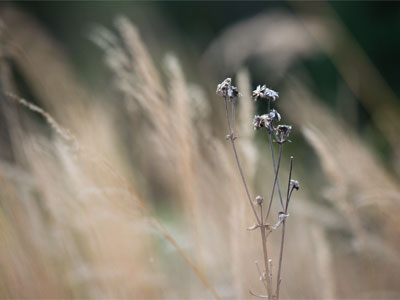 A lifeless morning on the prairie.