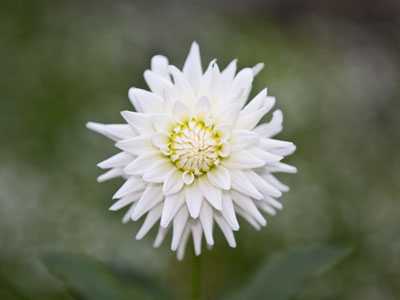 Bloomin` beauty.