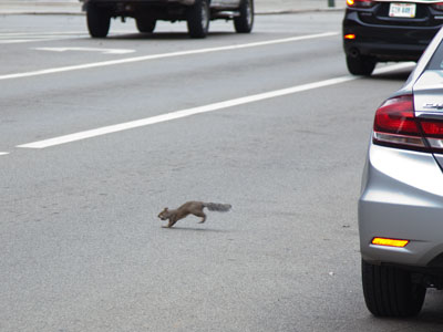 The nut-gathering instinct is dangerous in the city.