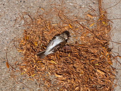 Dead bird on the sidewalk.  Jimbo put it in his pocket.  His soul needed a companion who knew his way about the sky. FRANK TEDESSO