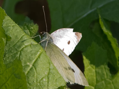 Your days are numbered, but if you provide for the next generation then you have fulfilled your purpose in life.  Oh, and this applies to the butterfly too.