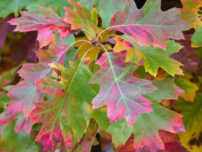 A photo of photosynthesis.
