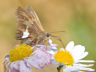 My best butterfly day of the year came in November.