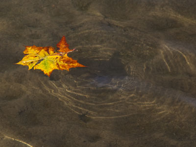 Some leaves will never see a rake.