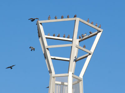 I think I see a turkey hiding up there.