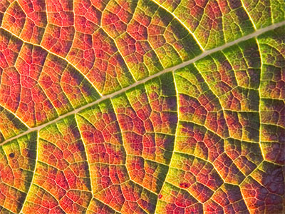 Leafy greens.