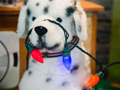 Okay, go ahead and plug in the dog.