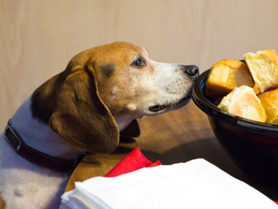 Fortunately, Winston follows a strict gluten-free diet.
