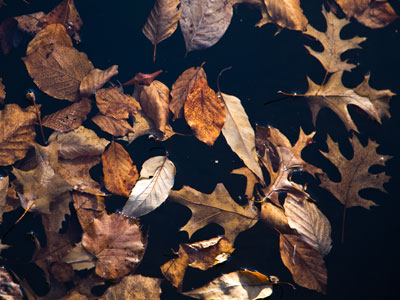 Autumn soup.