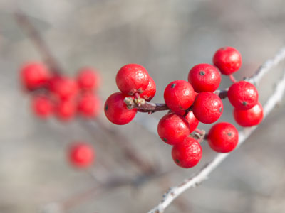 The birds will soon get desperate enough to eat these.