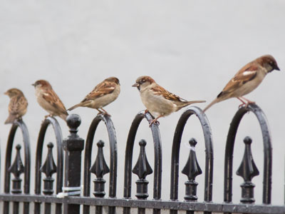 The birds and I were surprised by the warm weather.