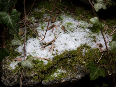 Snow moss.