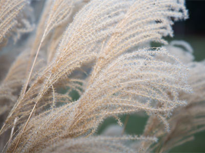 Windblown.