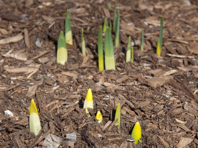 Do I descry developing daffodils?