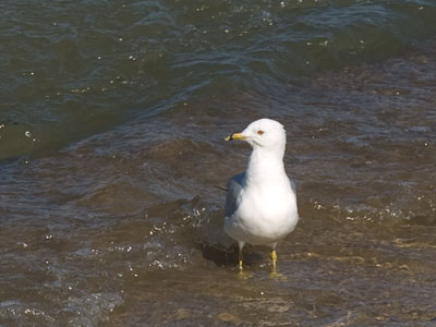 We`re all a bit pale on the first trip back to the beach.