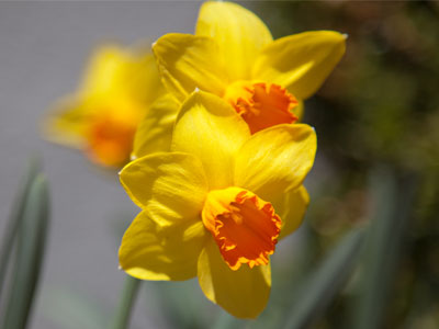 Winter has returned, so these flowers are in jeopardy.