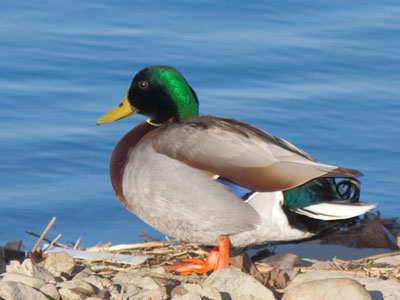 A mallard at the quack of dawn.