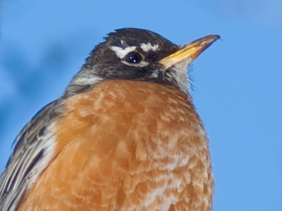 One more bird!
