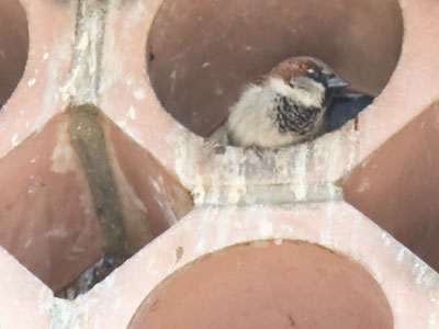 Nesting time.