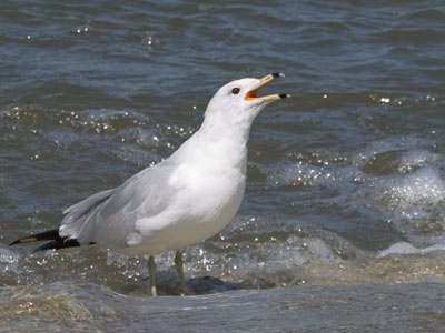 `STOP TAKING PICTURES OF GULLS!`