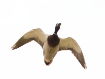 I had to duck for a duck.