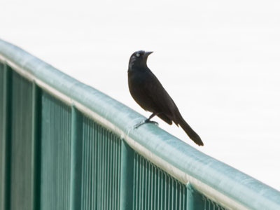 Just one more bird.