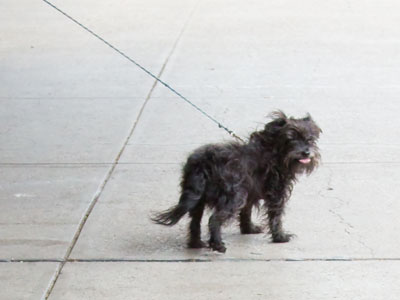Chewbacca`s dog.