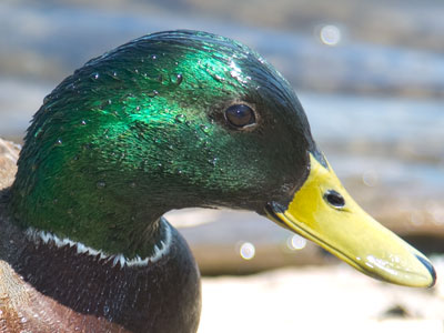 A drippy duck.