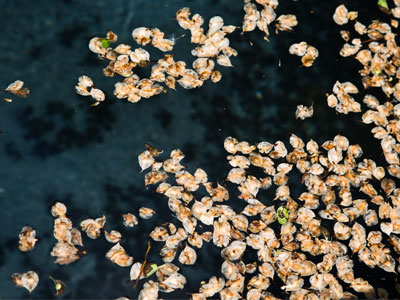 Not the petals on the water, the shadows underneath.