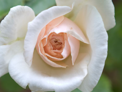 The first rose of 2017.
